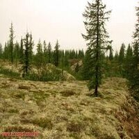 Природные зоны Западной Сибири - пример
