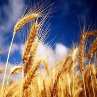 Сельское хозяйство Узбекистана - пример